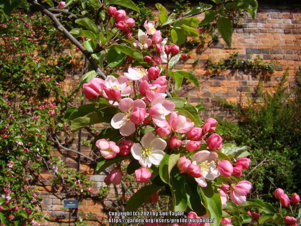 Photo of Crabapple (Malus 'Butterball') uploaded by kniphofia