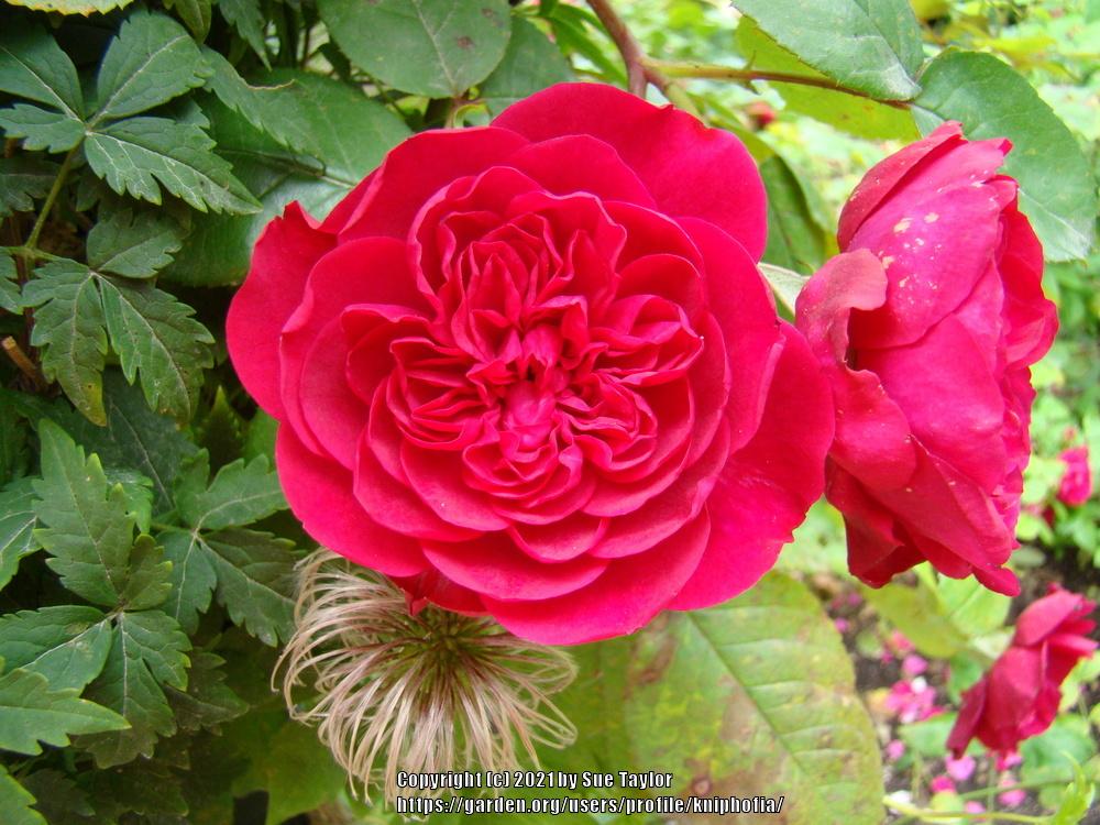 Photo of Rose (Rosa 'Tess of the d'Urbervilles') uploaded by kniphofia