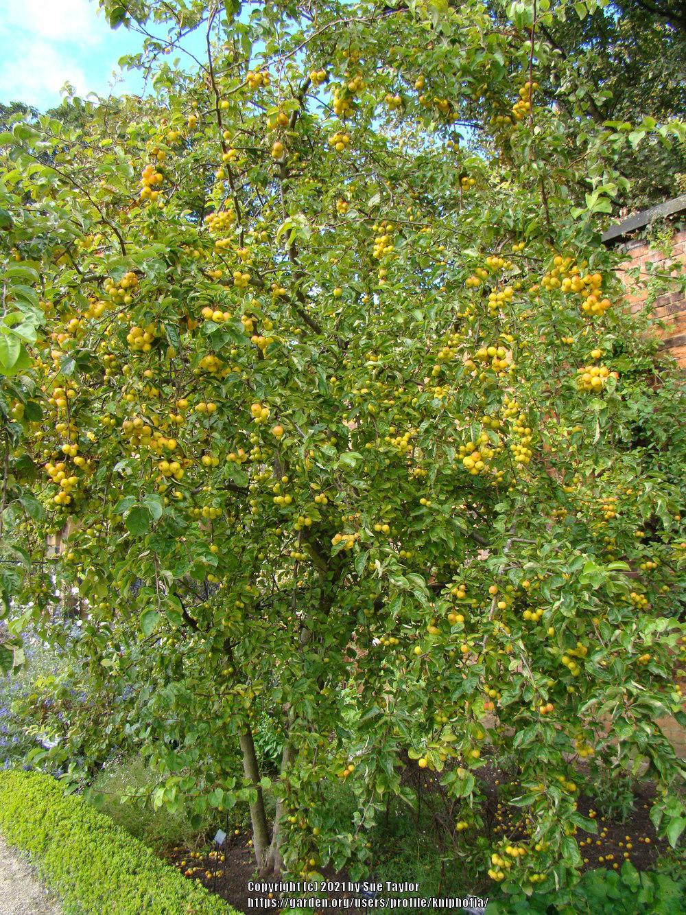 Photo of Crabapple (Malus 'Butterball') uploaded by kniphofia