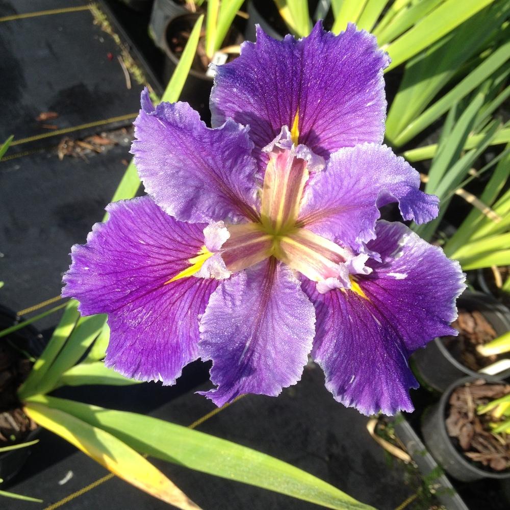 Photo of Louisiana Iris (Iris 'Holly Joy Carol') uploaded by BestemorB
