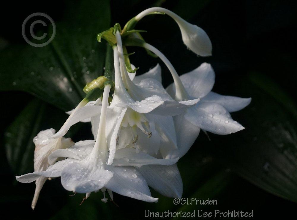 Photo of Amazon Lily (Urceolina x grandiflora) uploaded by DaylilySLP