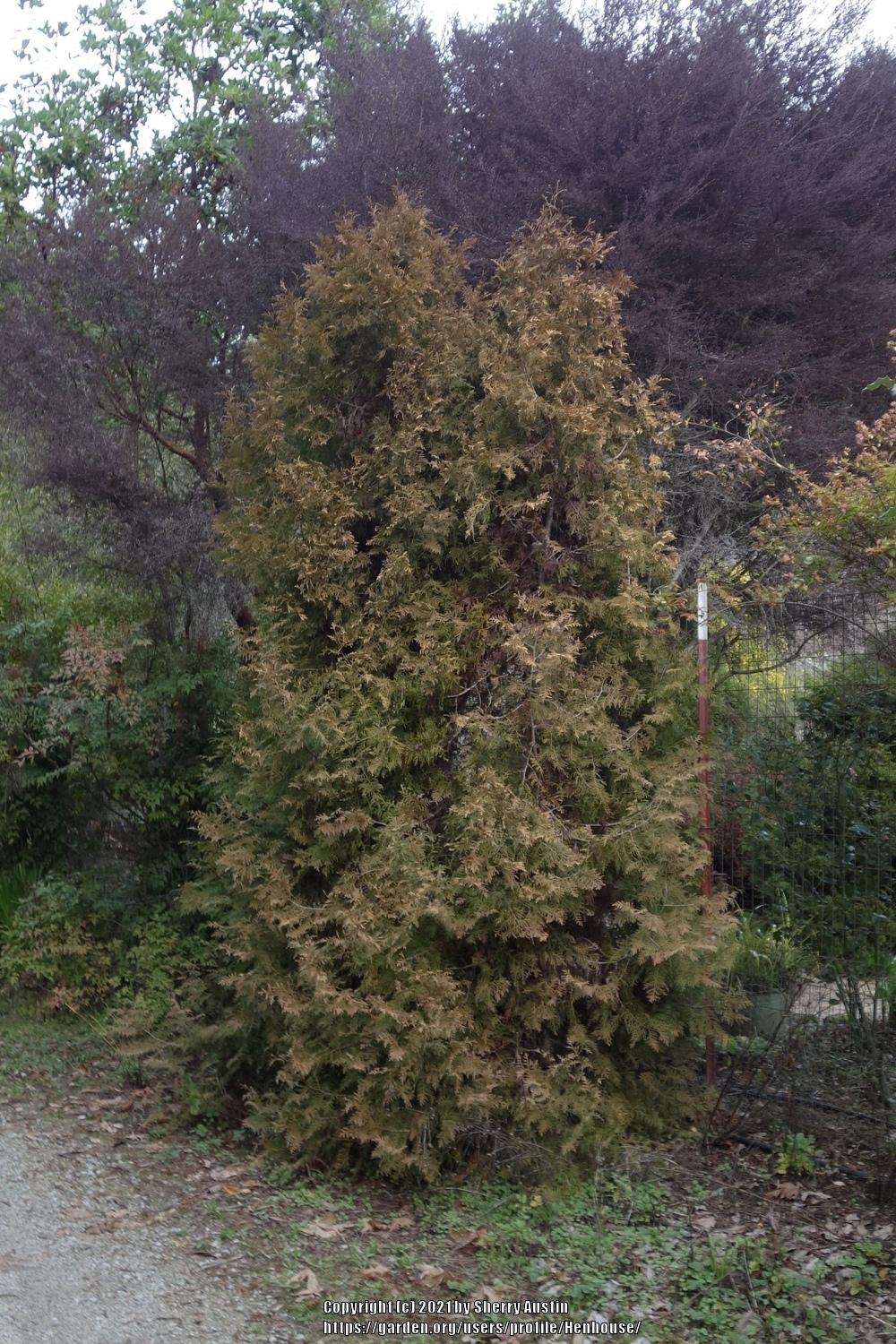 Photo of American Arborvitae (Thuja occidentalis 'Rheingold') uploaded by Henhouse
