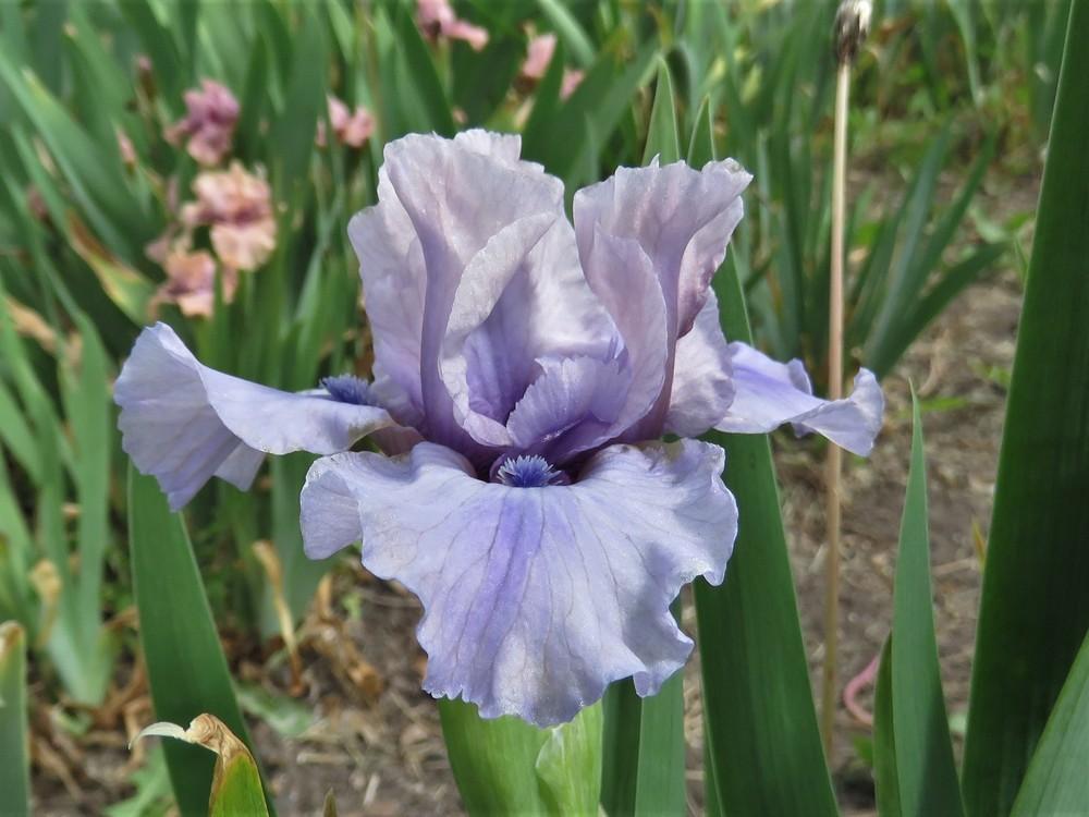 Photo of Standard Dwarf Bearded Iris (Iris 'Lucid Dream') uploaded by KentPfeiffer