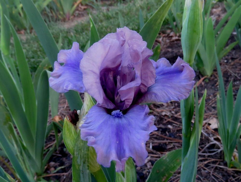 Photo of Standard Dwarf Bearded Iris (Iris 'Lucid Dream') uploaded by KentPfeiffer
