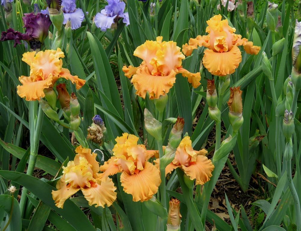 Photo of Tall Bearded Iris (Iris 'Caneel Sunset') uploaded by KentPfeiffer