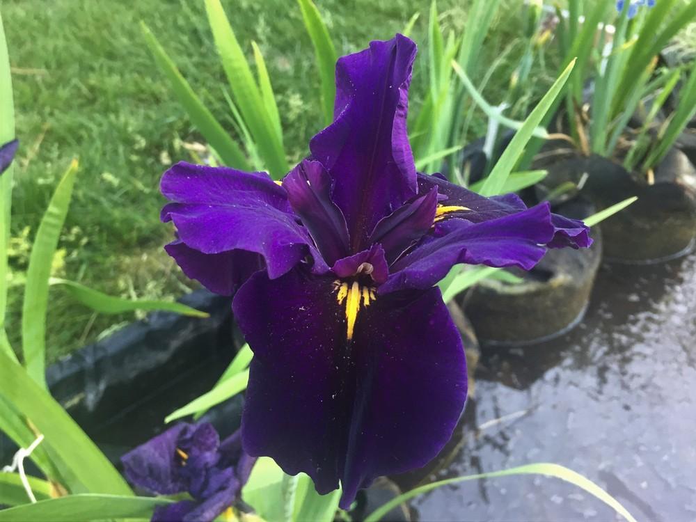 Photo of Louisiana Iris (Iris 'Henry Rowlan') uploaded by KentPfeiffer