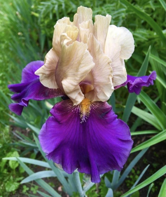 Photo of Border Bearded Iris (Iris 'Bibbity Bobbity Boo') uploaded by Lbsmitty