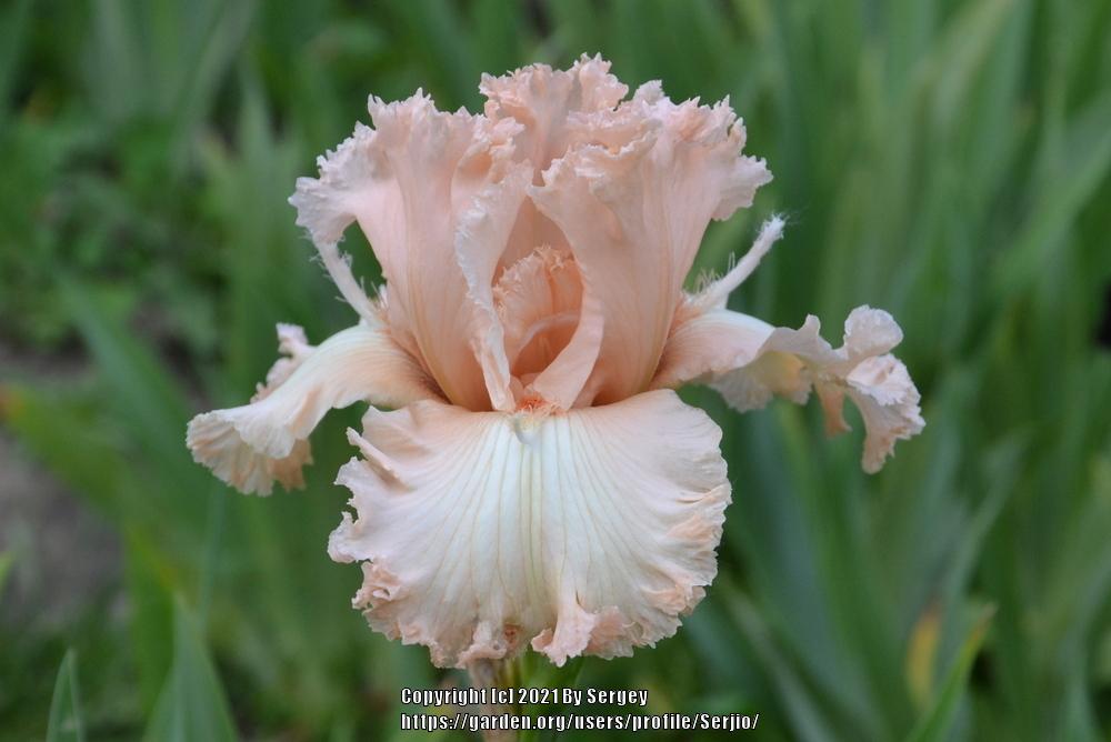 Photo of Tall Bearded Iris (Iris 'Kapriznaya Printsessa') uploaded by Serjio