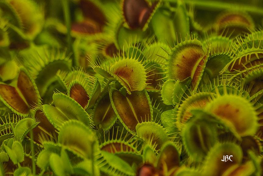 Photo of Venus Fly Trap (Dionaea muscipula) uploaded by jbcphotos
