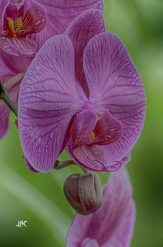 Photo of Moth Orchid (Phalaenopsis) uploaded by jbcphotos