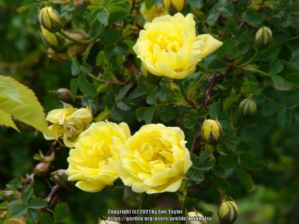 Photo of Rose (Rosa 'Harison's Yellow') uploaded by kniphofia