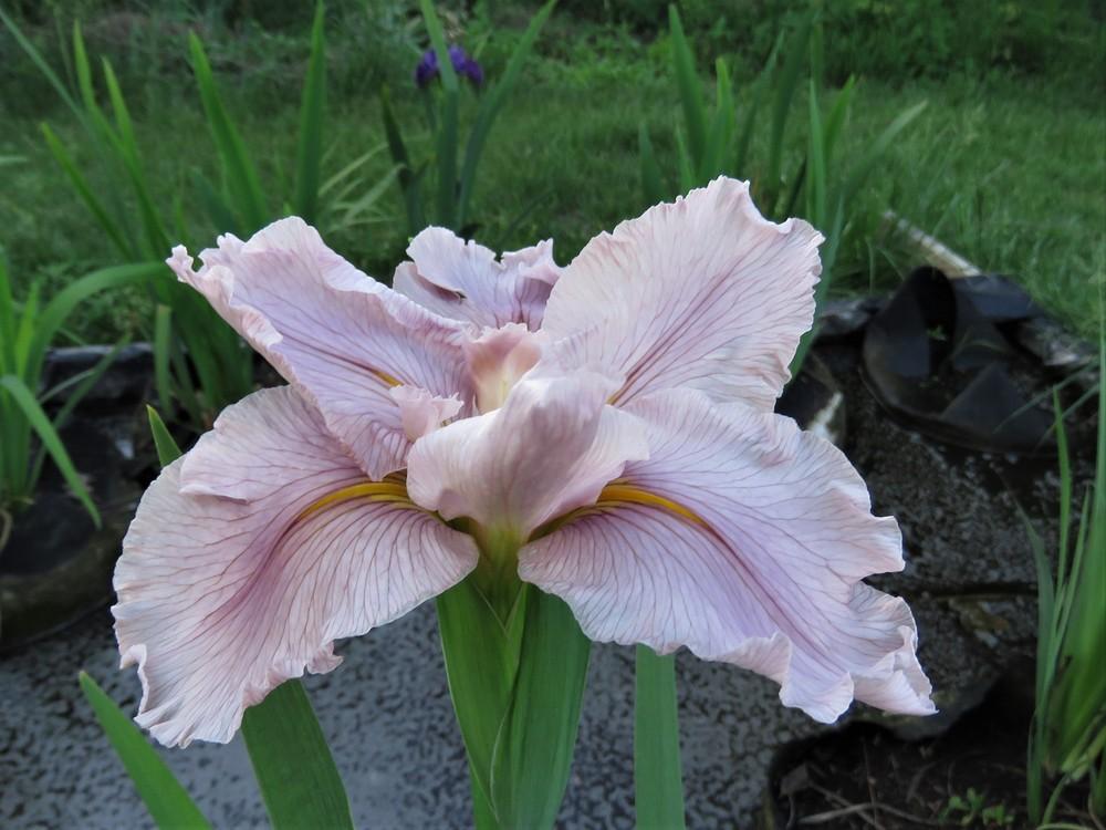 Photo of Louisiana Iris (Iris 'Park Avenue Princess') uploaded by KentPfeiffer