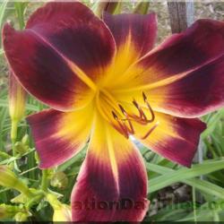 Location: Southern Michigan
Used with permission by Ogden Station Daylilies