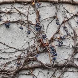 Location: Frederik Meijer Gardens, Grand Rapids, Michigan
Date: 2019-12-07
Boston Ivy, Parthenocissus tricuspidata - Berries persist into th