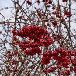Location: Frederik Meijer Gardens, Grand Rapids, Michigan
Date: 2019-12-07
High Bush Cranberry - A winter larder for the birds