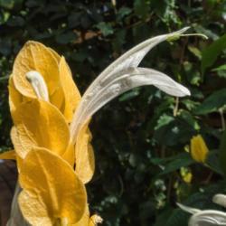 Location: Conservatory, Matthaei Botanical Gardens, Ann Arbor
Date: 2018-04-02
Acanthaceae:  Pachystachys lutea - White blooms surrounded by gol