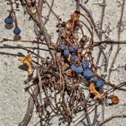 Location: Frederik Meijer Gardens, Grand Rapids, Michigan
Date: 2019-12-07
Parthenocissus tricuspidata, Boston Ivy - berries waiting for bir
