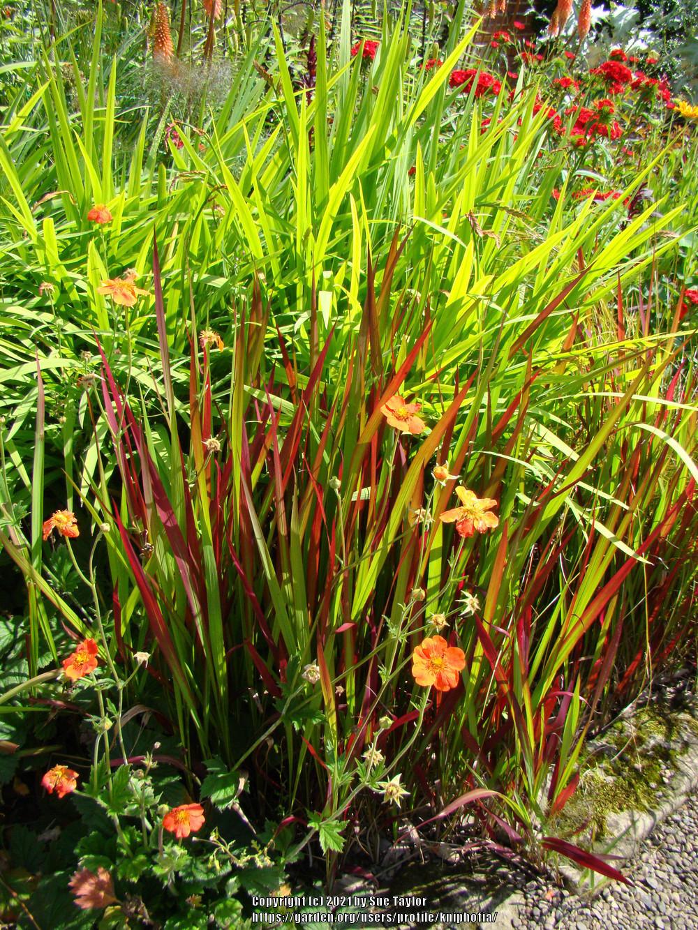 Photo of Japanese Blood Grass (Imperata cylindrica 'Rubra') uploaded by kniphofia