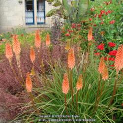 Location: Floors castle garden, Scotland
Date: 2011-07-21