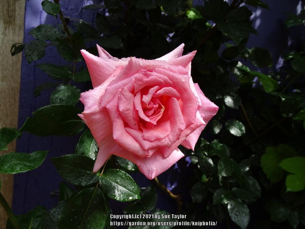 Photo of Climbing Hybrid Tea Rose (Rosa 'Compassion') uploaded by kniphofia