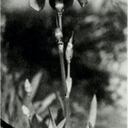 
Date: c. 1925
photo from the 1925 catalog, Longfield Iris Farm, Bluffton, India