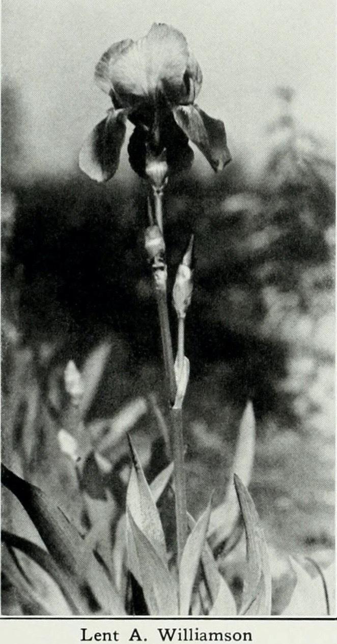 Photo of Tall Bearded Iris (Iris 'Lent A. Williamson') uploaded by scvirginia