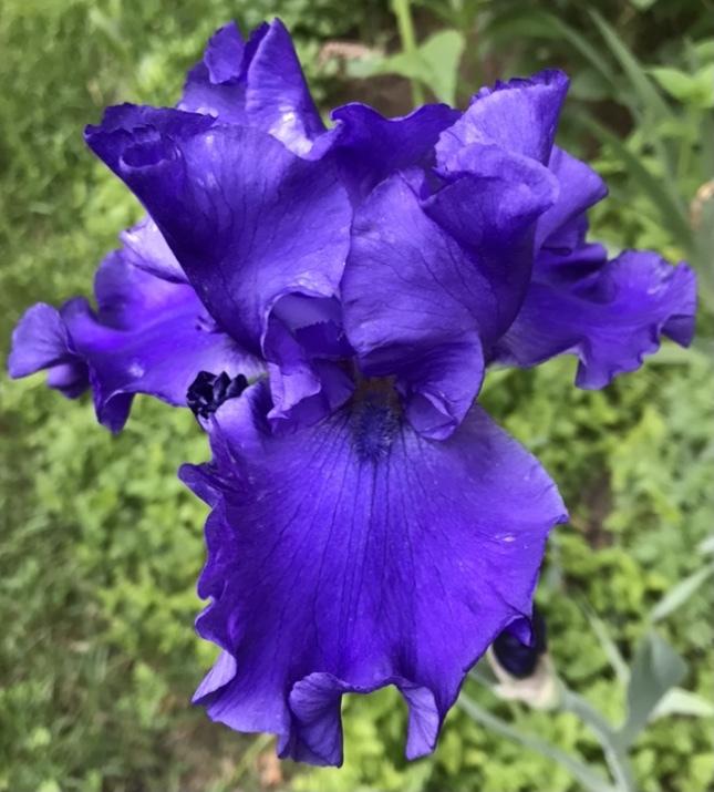 Photo of Tall Bearded Iris (Iris 'Navy Blues') uploaded by Lbsmitty