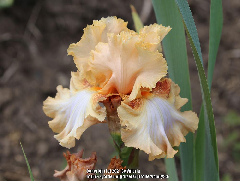 Photo of Tall Bearded Iris (Iris 'Orange Toffee') uploaded by Valery33