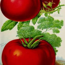 
Date: c. 1905
illustration of Tomatoes 'Trucker's Favorite' (top) & 'Matchless 