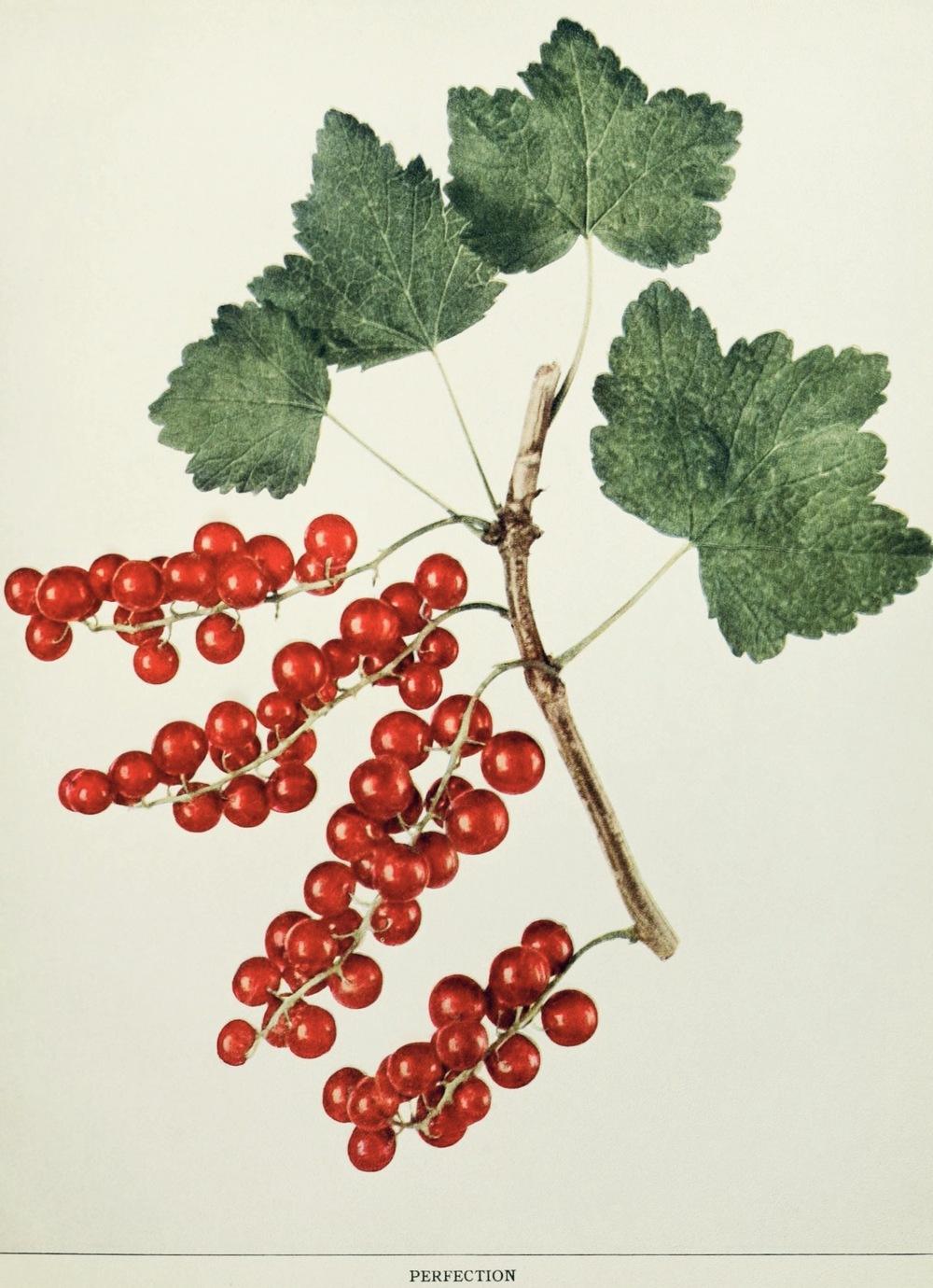 Photo of Red Currant (Ribes rubrum 'Perfection') uploaded by scvirginia