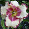 Photo Courtesy of A La Carte Daylilies. Used with Permission