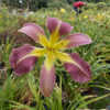 Photo Courtesy of A La Carte Daylilies. Used with Permission