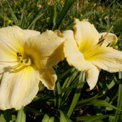 
Photo Courtesy of A La Carte Daylilies. Used with Permission