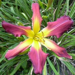 
Photo Courtesy of A La Carte Daylilies. Used with Permission
