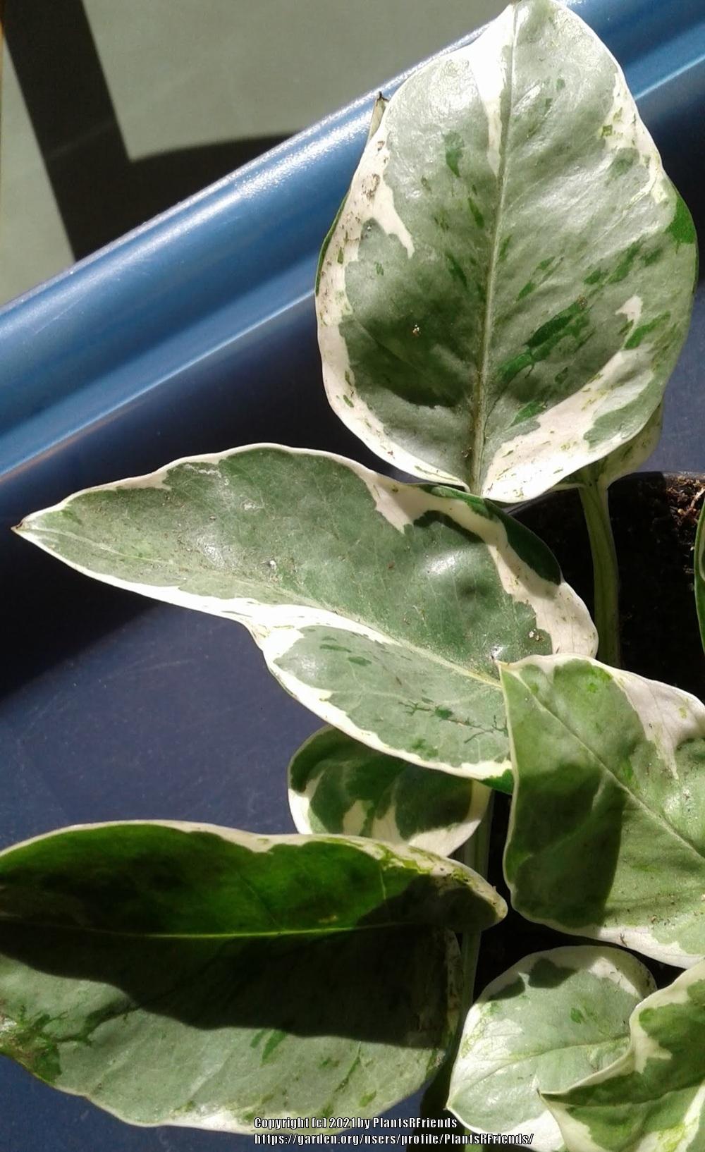 Photo of Pothos (Epipremnum aureum Pearls and Jade®) uploaded by PlantsRFriends