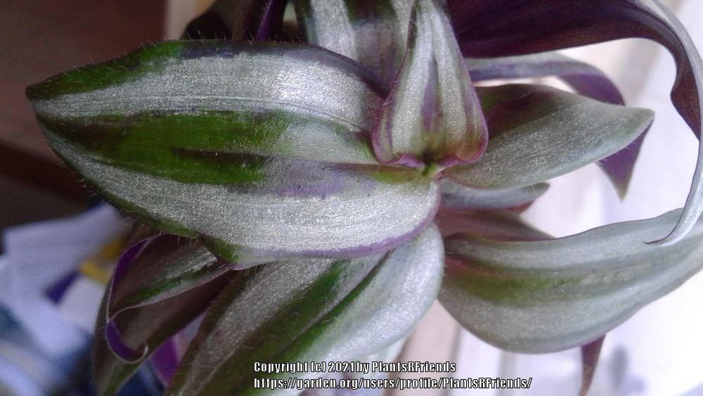 Photo of Inch Plant (Tradescantia zebrina) uploaded by PlantsRFriends