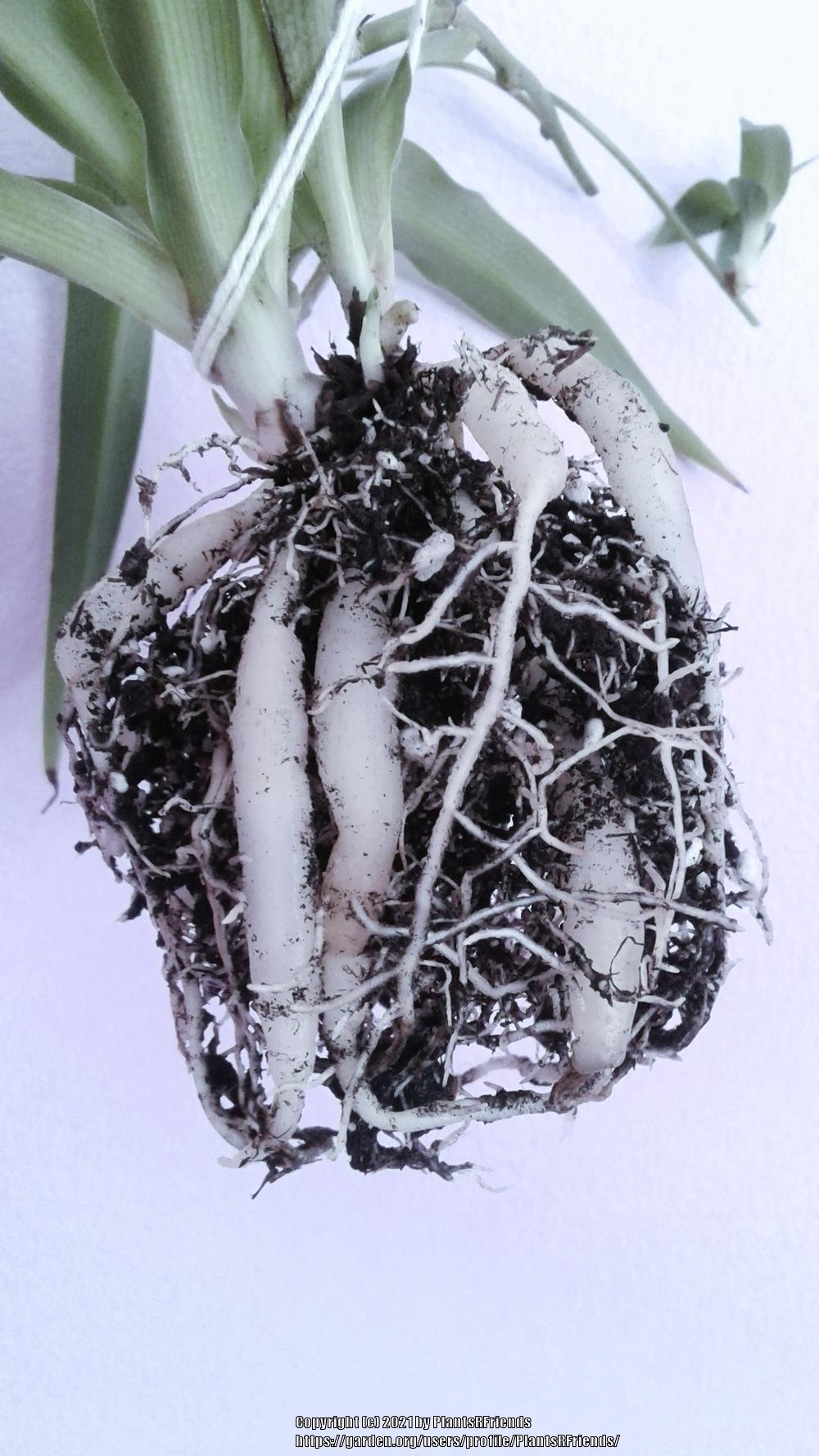 Photo of Spider Plant (Chlorophytum comosum) uploaded by PlantsRFriends