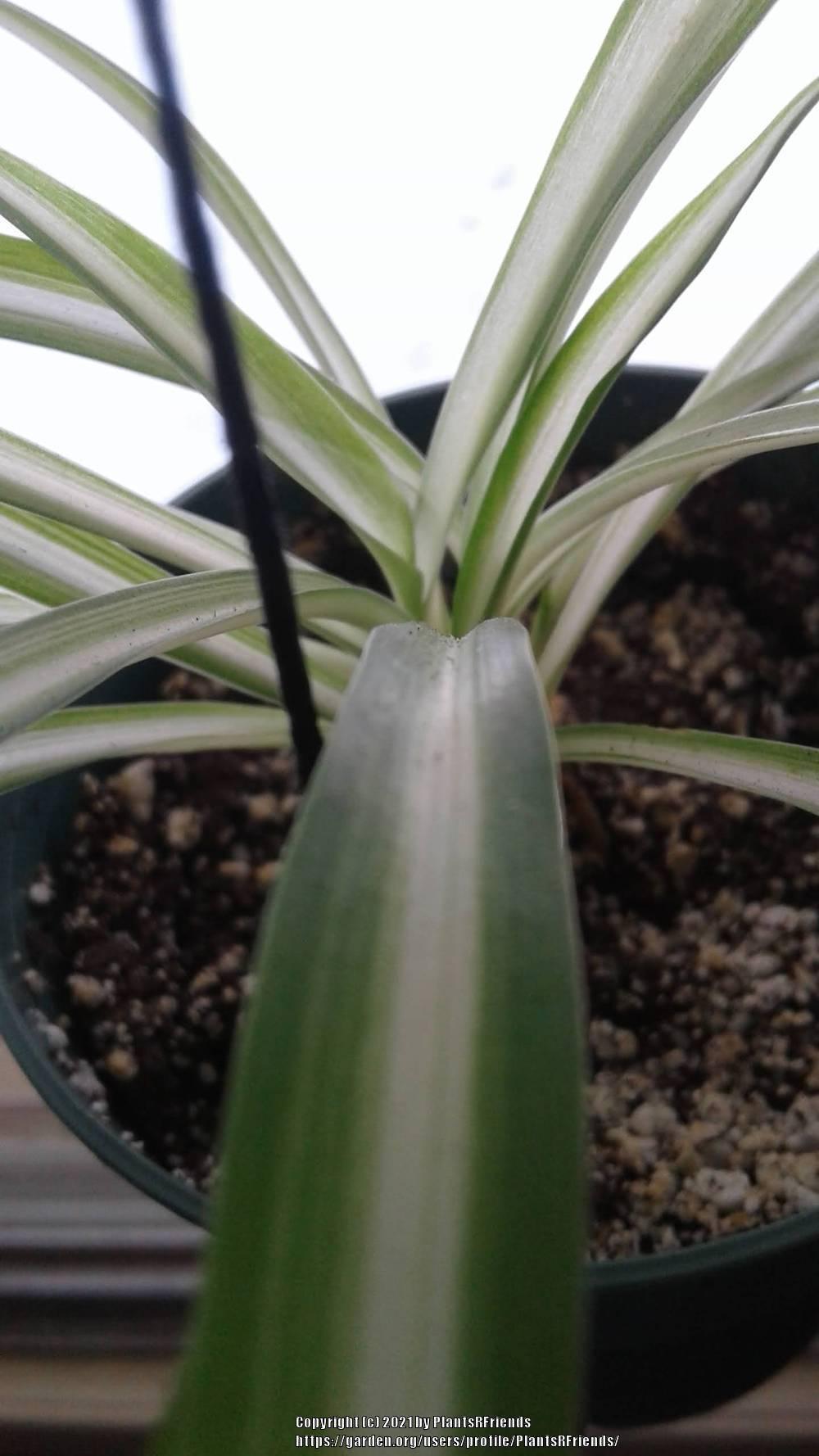 Photo of Spider Plant (Chlorophytum comosum) uploaded by PlantsRFriends