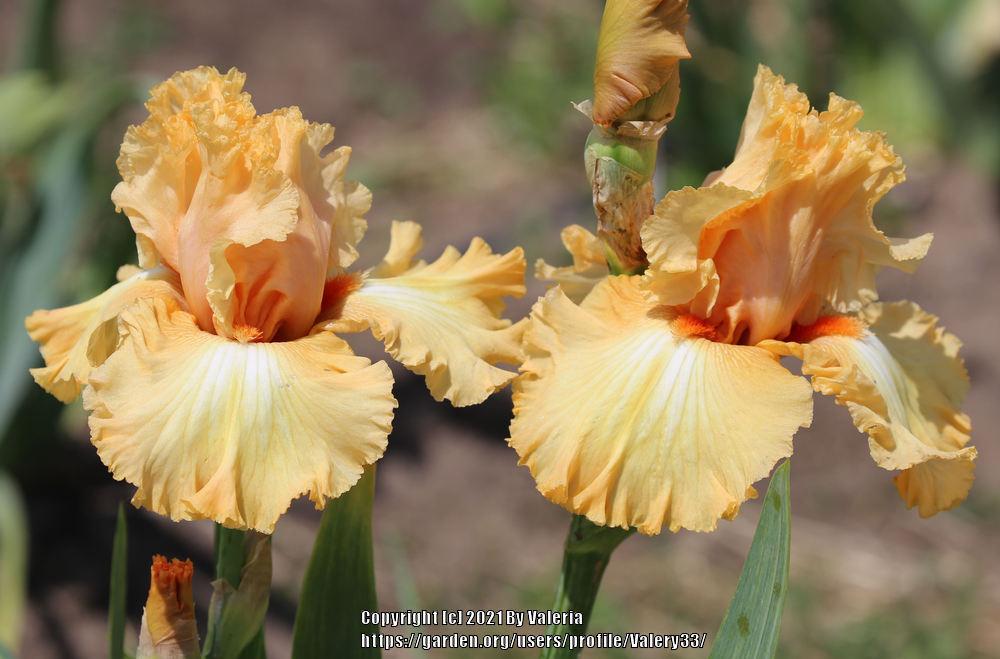 Photo of Tall Bearded Iris (Iris 'Orange Juice') uploaded by Valery33