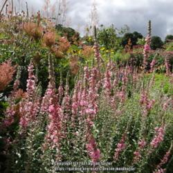 Location: Floors castle garden, Scotland
Date: 2013-08-12