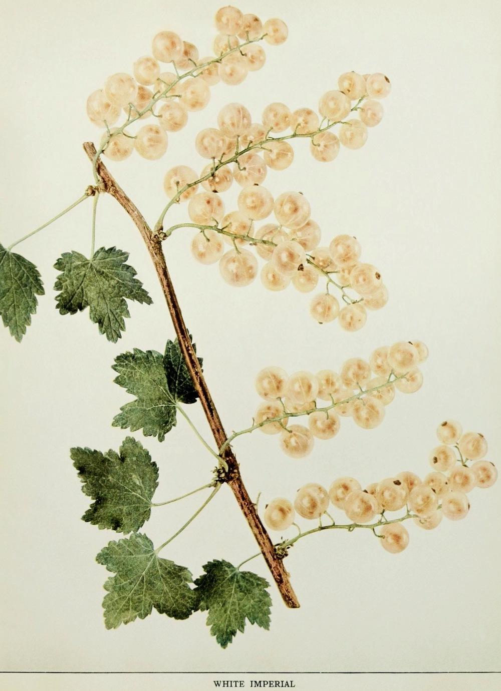 Photo of White Currant (Ribes rubrum 'White Imperial') uploaded by scvirginia