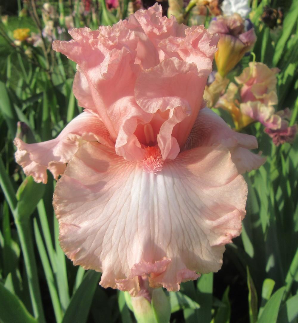 Photo of Tall Bearded Iris (Iris 'Still the One') uploaded by tveguy3