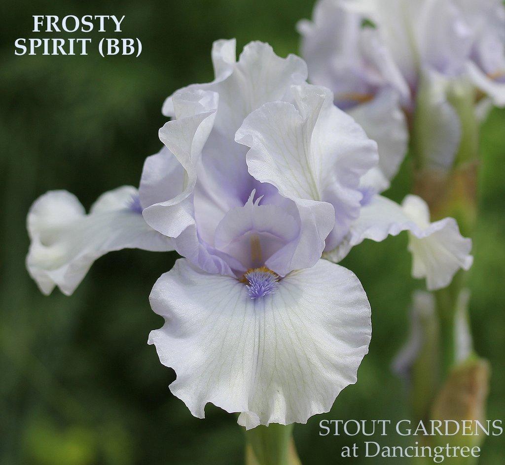 Photo of Border Bearded Iris (Iris 'Frosty Spirit') uploaded by Joy