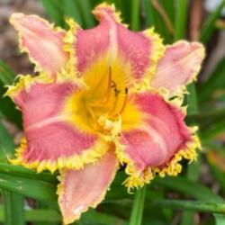 
Photo courtesy of Rich Howard, CT Daylily / License: All rights r