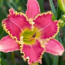 
Photo courtesy of Rich Howard, CT Daylily / License: All rights r