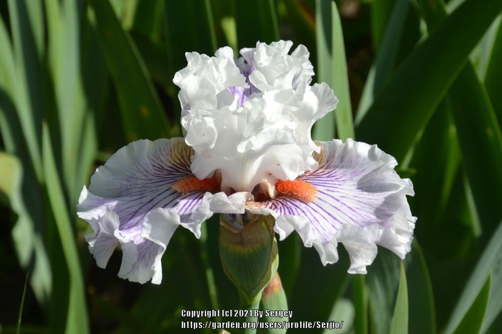 Photo of Tall Bearded Iris (Iris 'Hysteria') uploaded by Serjio