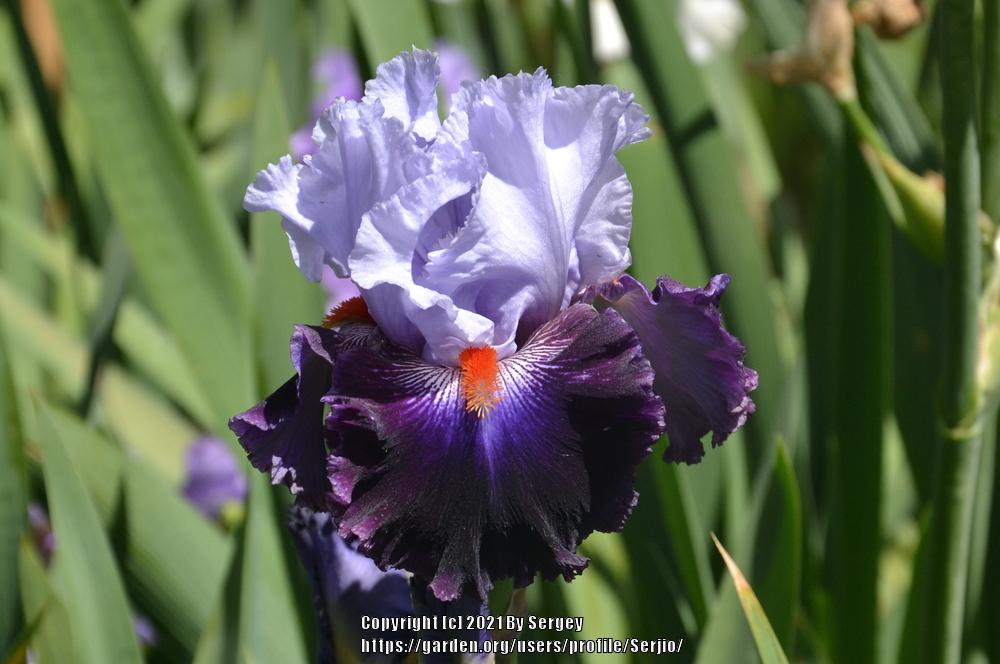 Photo of Tall Bearded Iris (Iris 'Honourable Lord') uploaded by Serjio