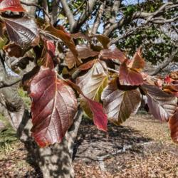 Location: Toledo Botanical Gardens, Toledo, Ohio
Date: 2019-11-08
Parrotia persica - This year, the tree developed fall colors in t