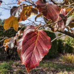 Location: Toledo Botanical Gardens, Toledo, Ohio
Date: 2019-11-08
Parrotia persica - most leaves are more rounded at the tip than t