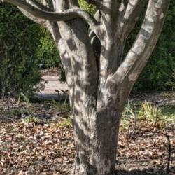 Location: Toledo Botanical Gardens, Toledo, Ohio
Date: 2019-11-08
Parrotia persica - trunk and main branches